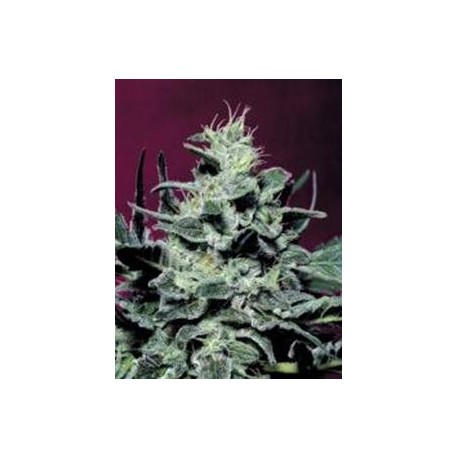 NEBULA * PARADISE SEEDS FEMINIZED 10 SEMI