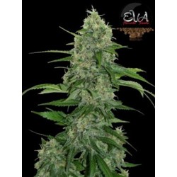 VENENO * EVA FEMALE SEEDS 6 SEMI FEM