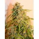 MISSING * EVA FEMALE SEEDS 9 SEMI FEM