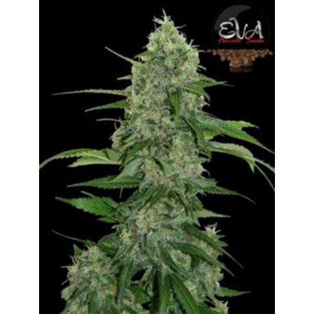 VENENO * EVA FEMALE SEEDS 9 SEMI FEM 