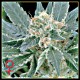 A.M.S * GREEN HOUSE FEMINIZED 10 SEMI 