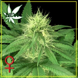 BUBBA KUSH * GREEN HOUSE FEMINIZED 10 SEMI 