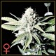 GREAT WHITE SHARK * GREEN HOUSE FEMINIZED 10 SEMI 