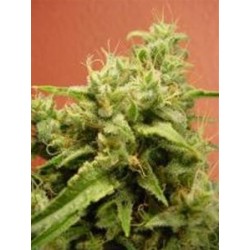 OPIUM * PARADISE SEEDS FEMINIZED 10 SEMI