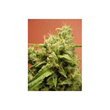 OPIUM * PARADISE SEEDS FEMINIZED 10 SEMI