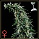 HAWAIIAN SNOW * GREEN HOUSE FEMINIZED 10 SEMI 