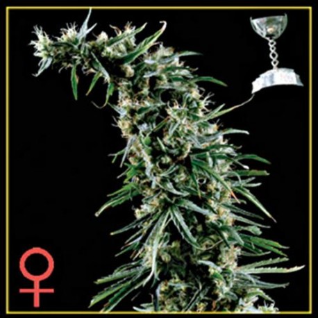 HAWAIIAN SNOW * GREEN HOUSE FEMINIZED 10 SEMI 