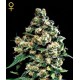 JACK HERER * GREEN HOUSE FEMINIZED 10 SEMI 