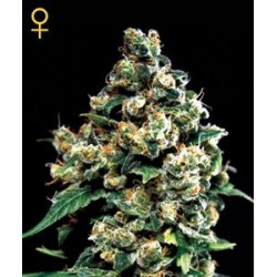 JACK HERER * GREEN HOUSE FEMINIZED 10 SEMI 