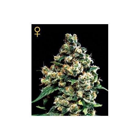 JACK HERER * GREEN HOUSE FEMINIZED 10 SEMI 