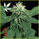 K-TRAIN * GREEN HOUSE FEMINIZED 10 SEMI 