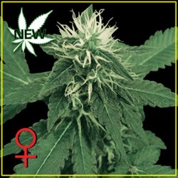 K-TRAIN * GREEN HOUSE FEMINIZED 10 SEMI 