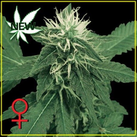 K-TRAIN * GREEN HOUSE FEMINIZED 10 SEMI 