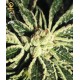 KAIA KUSH * GREEN HOUSE FEMINIZED 10 SEMI 