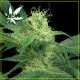 KINGS KUSH * GREEN HOUSE FEMINIZED 10 SEMI 