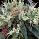 NL5 HAZE MIST * GREEN HOUSE FEMINIZED 10 SEMI