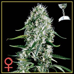 SUPER SILVER HAZE * GREEN HOUSE FEMINIZED 10 SEMI