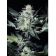 SENSI STAR * PARADISE SEEDS FEMINIZED 10 SEMI