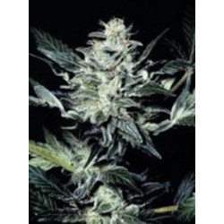 SENSI STAR * PARADISE SEEDS FEMINIZED 10 SEMI