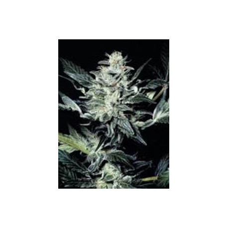 SENSI STAR * PARADISE SEEDS FEMINIZED 10 SEMI