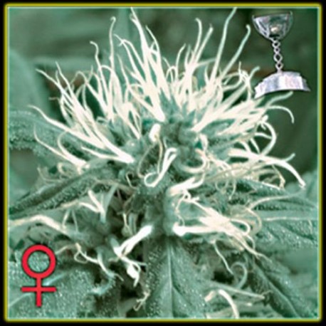 THE CHEESE * GREEN HOUSE FEMINIZED 10 SEMI 