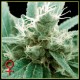 TRAINWRECK * GREEN HOUSE FEMINIZED 10 SEMI 