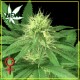 BUBBA KUSH * GREEN HOUSE FEMINIZED 5 SEMI 