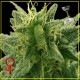 LEMON SKUNK * GREEN HOUSE FEMINIZED 3 SEMI 