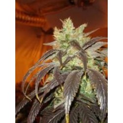 SPOETNIK #1 * PARADISE SEEDS FEMINIZED 10 SEMI