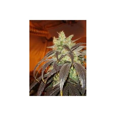 SPOETNIK #1 * PARADISE SEEDS FEMINIZED 10 SEMI