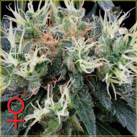 NL5 HAZE MIST * GREEN HOUSE FEMINIZED 5 SEMI 