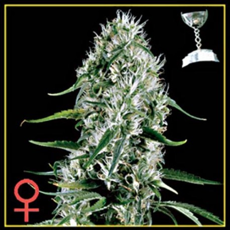 SUPER SILVER HAZE * GREEN HOUSE FEMINIZED 3 SEMI 