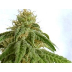 AFRODITE * KANNABIA SEEDS 5 SEMI FEM 