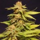 BIG BULL* KANNABIA SEEDS 5 SEMI FEM 