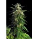 LA BLANCA * KANNABIA SEEDS 5 SEMI FEM