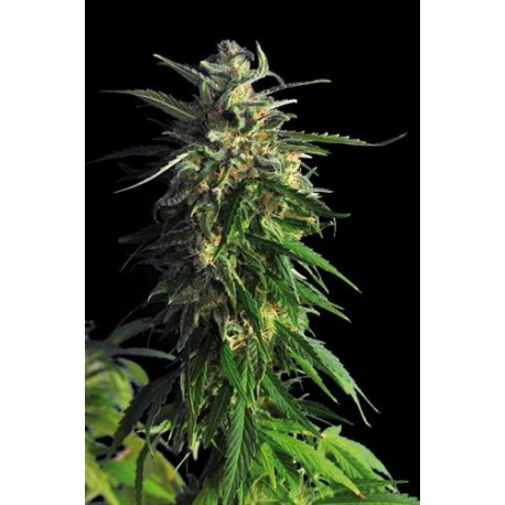 LA BLANCA * KANNABIA SEEDS 5 SEMI FEM