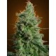 DELAHAZE * PARADISE SEEDS FEMINIZED 3 SEMI