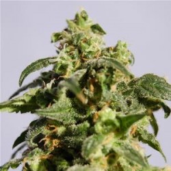 SKUNK + ( EX POWER SKUNK) * KANNABIA SEEDS 5 SEMI FEM