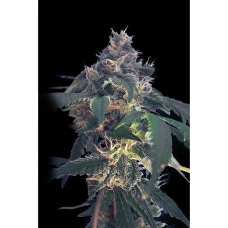 WHITE DOMINA * KANNABIA SEEDS 5 SEMI FEM 