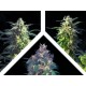 CRYSTAL MIX * KANNABIA SEEDS MIX PACKS 9 SEMI FEM 