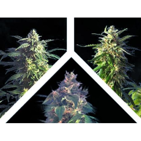 CRYSTAL MIX * KANNABIA SEEDS MIX PACKS 9 SEMI FEM 