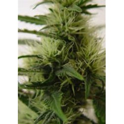 DADDYS GIRL * KIWISEEDS 10 SEMI REG