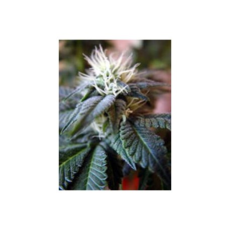 HINDU KUSH * KIWISEEDS 5 SEMI REG 
