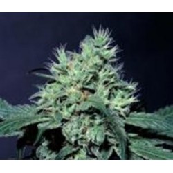 DUTCH DRAGON * PARADISE SEEDS FEMINIZED 3 SEMI