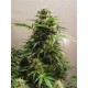 KIWISKUNK * KIWISEEDS 10 SEMI REG 