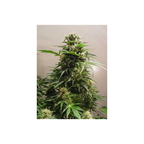 KIWISKUNK * KIWISEEDS 10 SEMI REG 