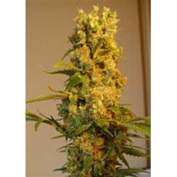 MILKY WAY * KIWISEEDS 10 SEMI REG 