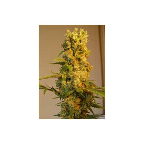 MILKY WAY * KIWISEEDS 10 SEMI REG 