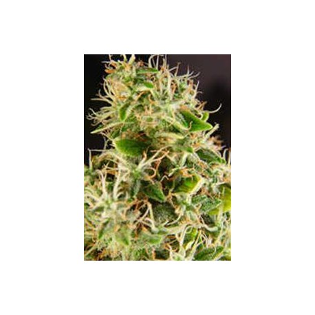 SOUTH STAR * KIWISEEDS 10 SEMI REG 