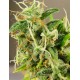 TASMAN HAZE * KIWISEEDS 10 SEMI REG 